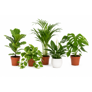 Planter