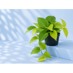 Epipremnum lemon lime