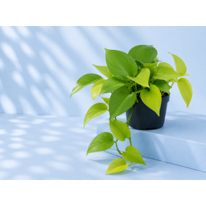 Epipremnum lemon lime