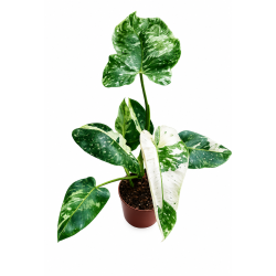 Philodendron jose buono 15cm