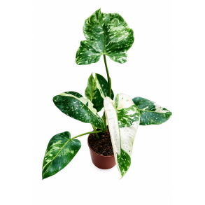 Philodendron jose buono 15cm