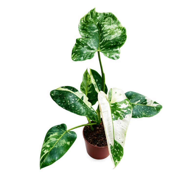 Philodendron jose buono 15cm