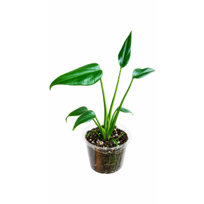 Monstera Burle marx flame 9cm