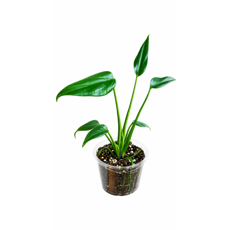 Monstera Burle marx flame 9cm