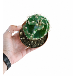 Cereus forbesii spiral kaktus