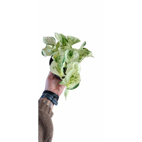 Epipremnum manjula (happy leaf)