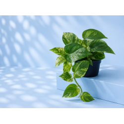 Epipremnum Marble queen 