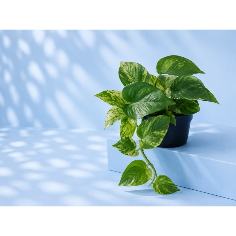 Epipremnum Marble queen 