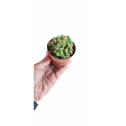 Mammelaria Bocasana �Fred�