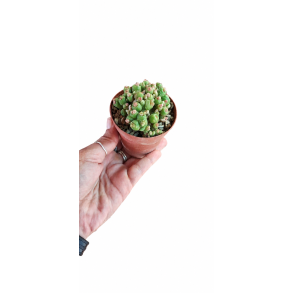 Mammelaria Bocasana �Fred�