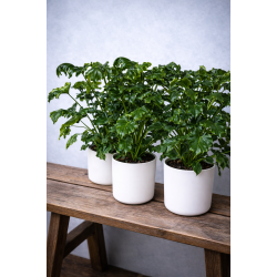 Philodendron Atlantis