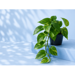 Epipremnum aureum
