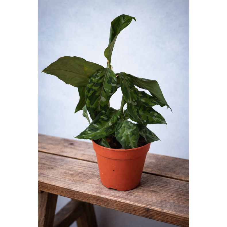 Aglaonema Pictum Tricolor