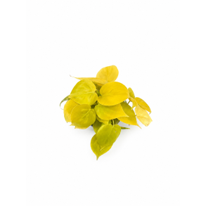 Philodendron scandens (micans) neon