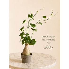 Gerradanthus Macrorhizus