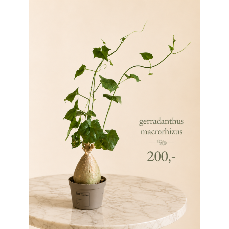 Gerradanthus Macrorhizus
