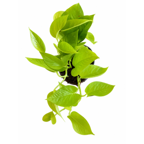 Epipremnum lemon lime