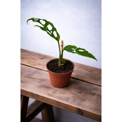 Monstera Obliqua Peru