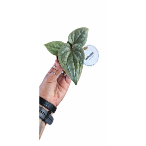 Anthurium luxurians