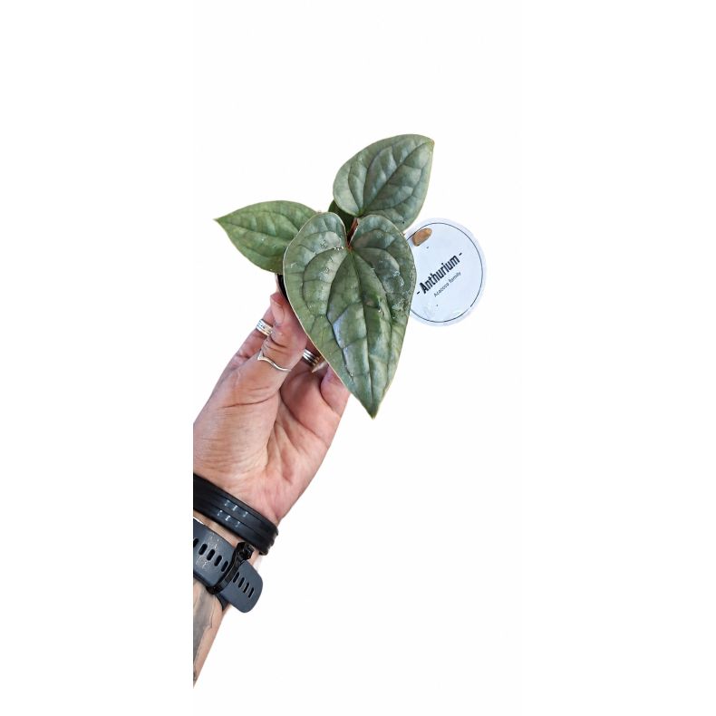 Anthurium luxurians