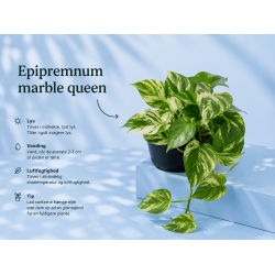 Epipremnum Marble queen 