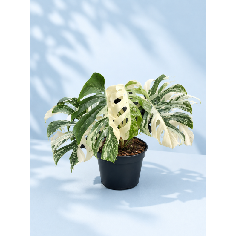 Monstera albo variegated