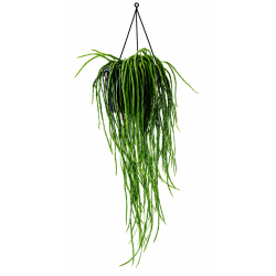 Rhipsalis paradoxa minor