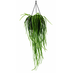 Rhipsalis paradoxa minor