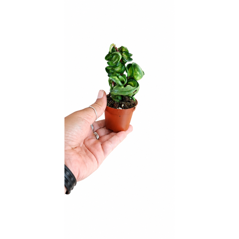 Hoya compacta �Mauna loa�