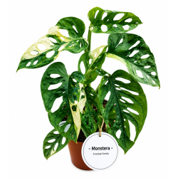 Monstera adansonii albo variegated 12cm