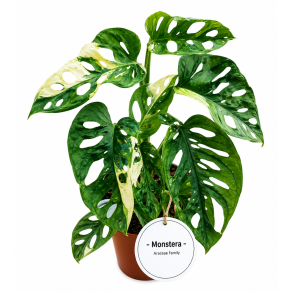 Monstera adansonii albo variegated 12cm