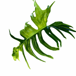 Philodendron florida beauty X tortum