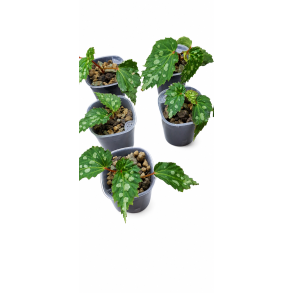 Begonia Mantuk inkl potte