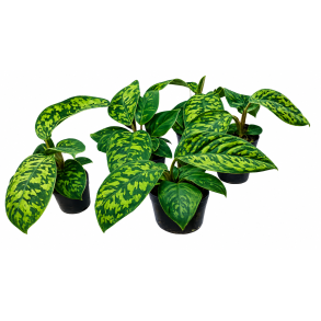 Homalomena Camouflage