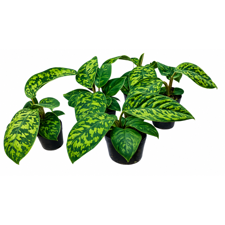 Homalomena Camouflage