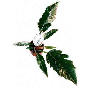 Philodendron Caramel Marble 12cm