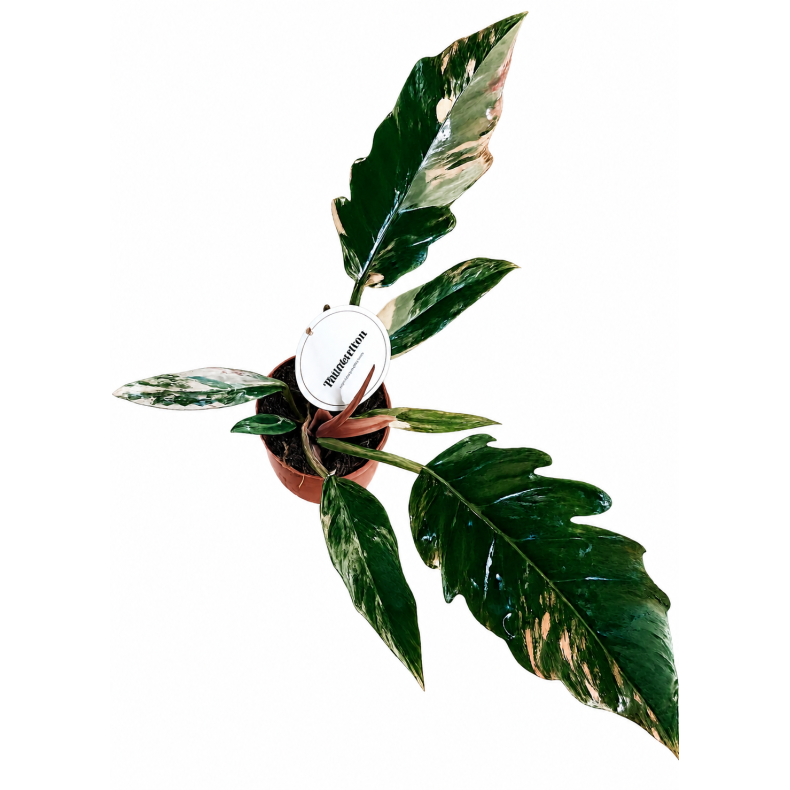 Philodendron Caramel Marble 12cm