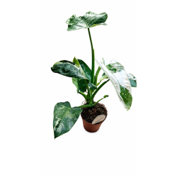 Philodendron jose buono 15cm