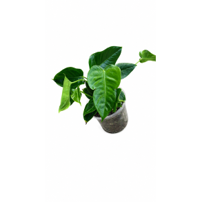 Anthurium veitchii king 12cm