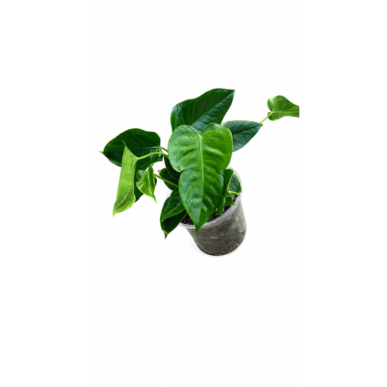 Anthurium veitchii king 12cm