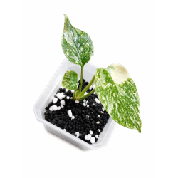 Monstera cream cheese