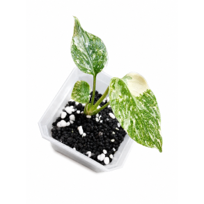 Monstera cream cheese