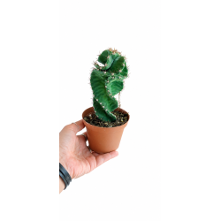 Cereus forbesii spiral kaktus