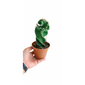 Cereus forbesii spiral kaktus