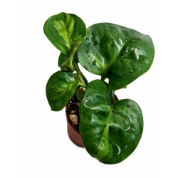 Epipremnum global green 6cm