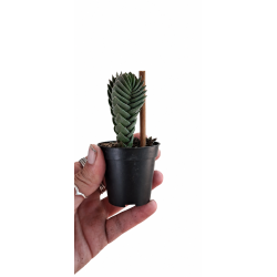 Buddahs temple 6cm