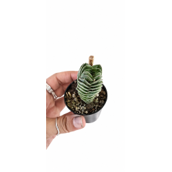 Buddahs temple 6cm