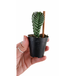 Buddahs temple 6cm