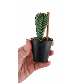 Buddahs temple 6cm