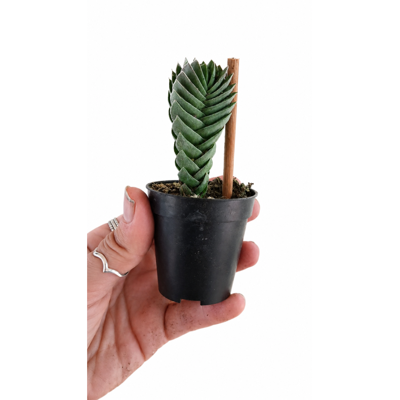 Buddahs temple 6cm